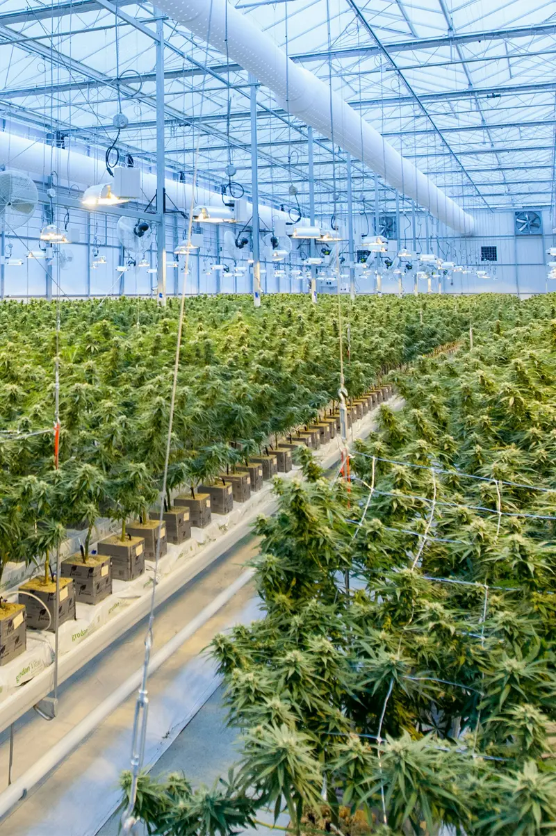 Cannabis Receiverships: the remedy for failing cannabis businesses in california